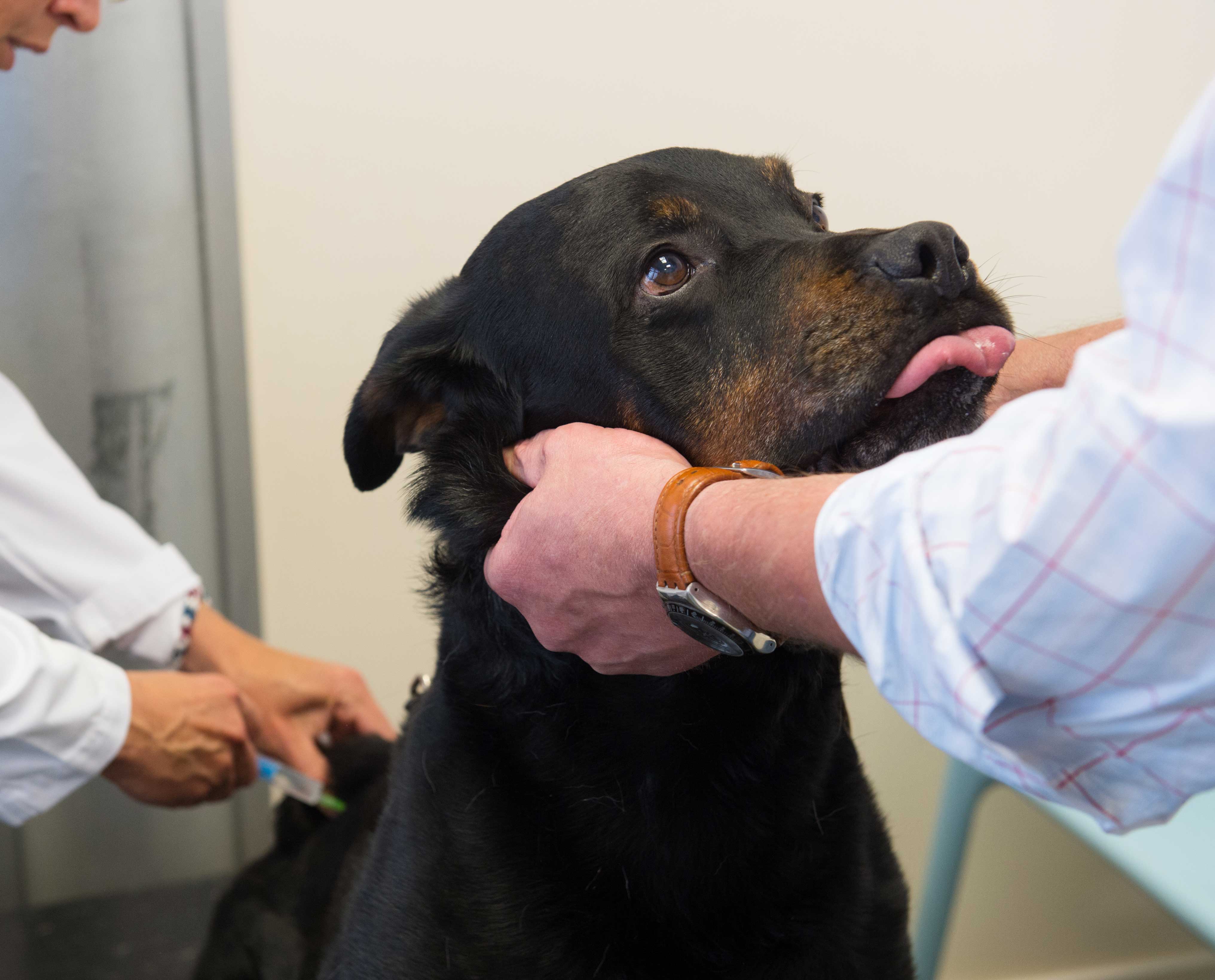 대형견 맞춤진료 이미지