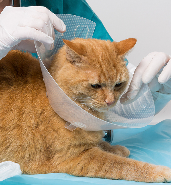 고양이 전문센터