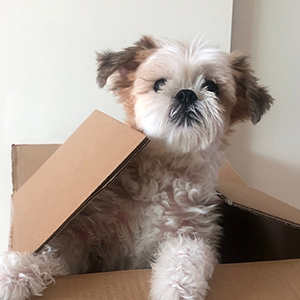 정다현 과장 반려동물 사진 1