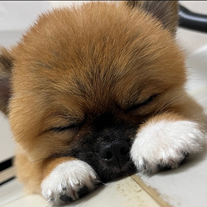 김홍빈 과장 반려동물 사진 1