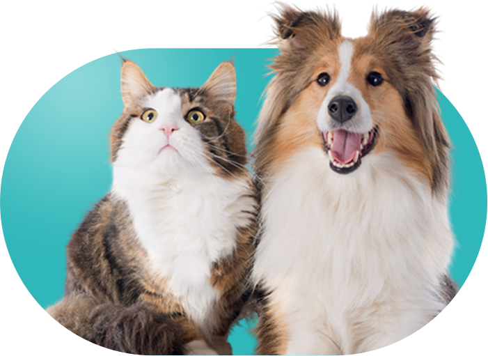 개&고양이 이미지