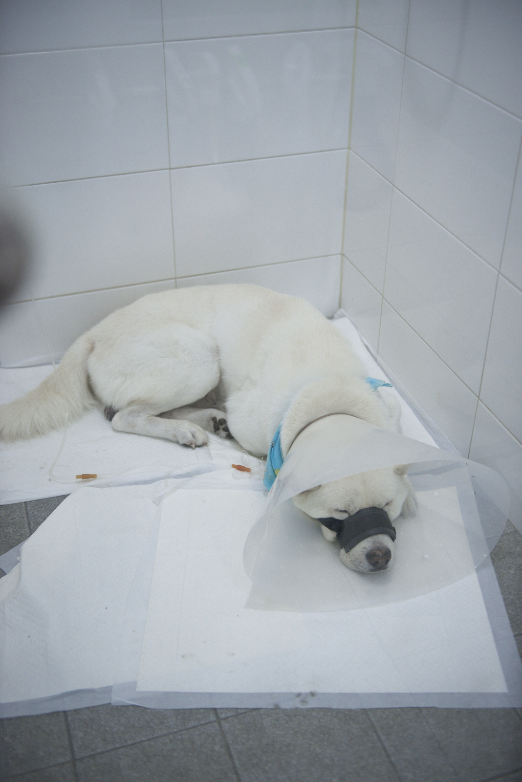 입원 중인 대형견, 안정적으로 휴식 중인 모습