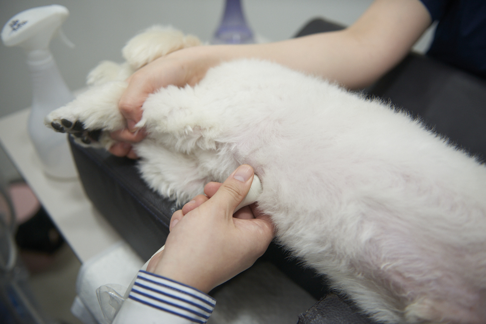 복부 초음파 검사, 반려동물이 진정 상태에서 검사를 받는 장면