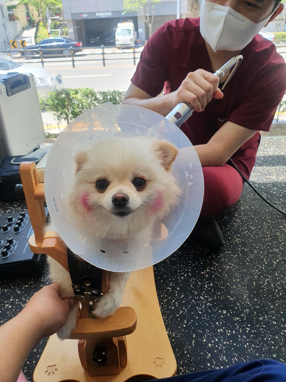 레이저 재활 치료 장면, 반려견이 치료를 받는 모습