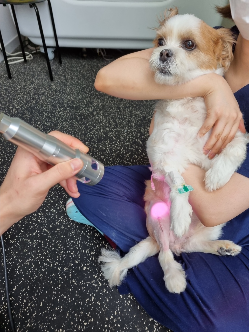 레이저 재활 치료2, 치료사가 반려동물 근육 부위를 관리하는 장면