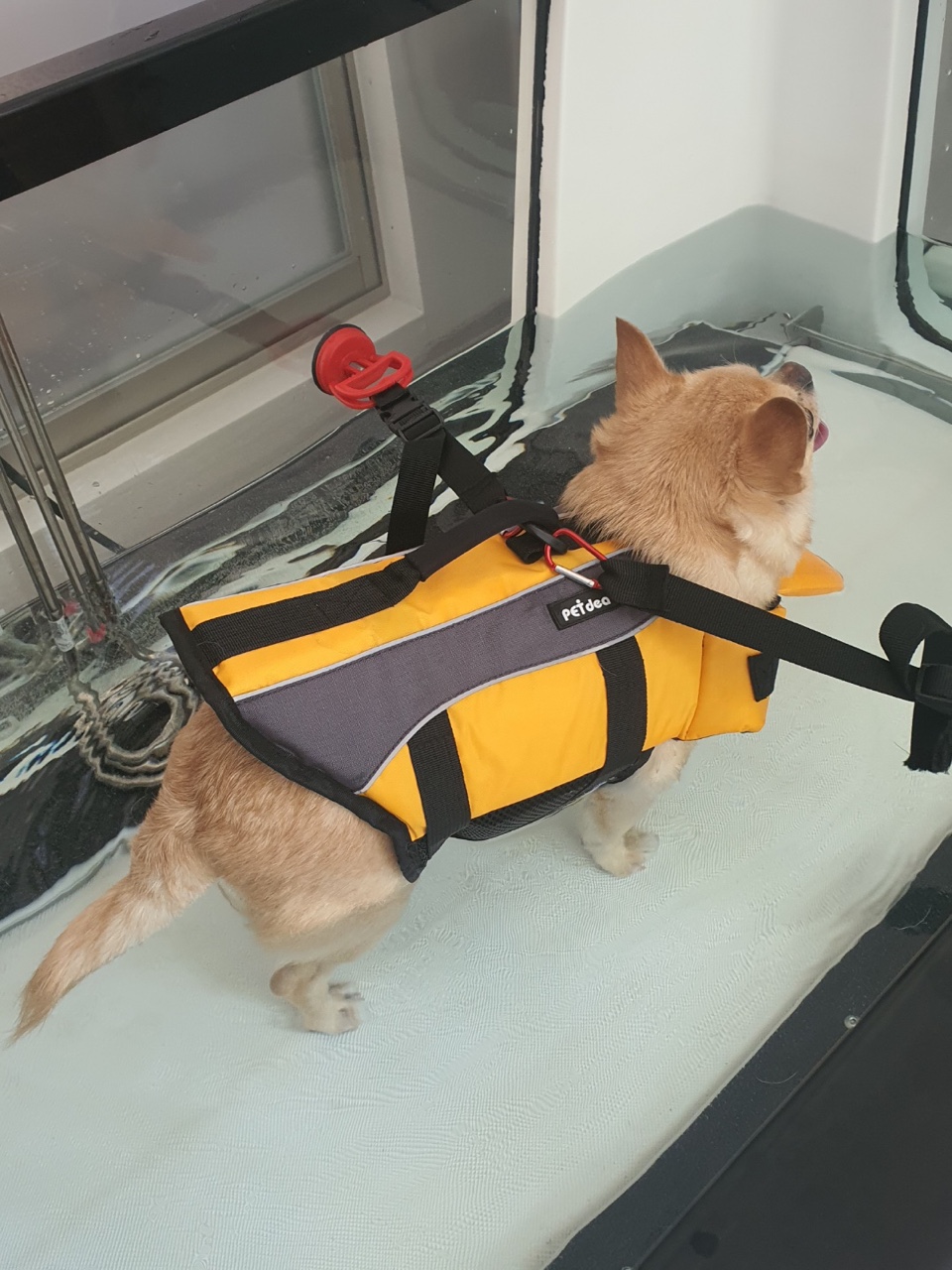 수중 보행 재활2, 물속 러닝머신에서 걷는 반려동물