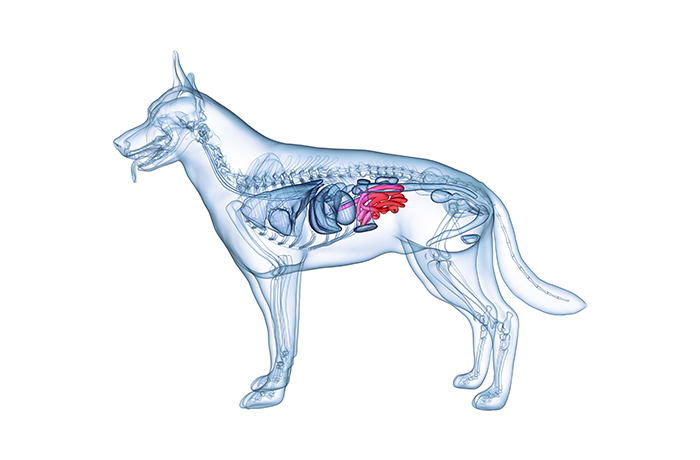 개 골격 이미지