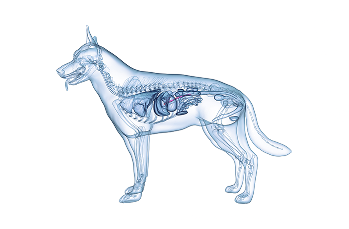 개 골격 이미지