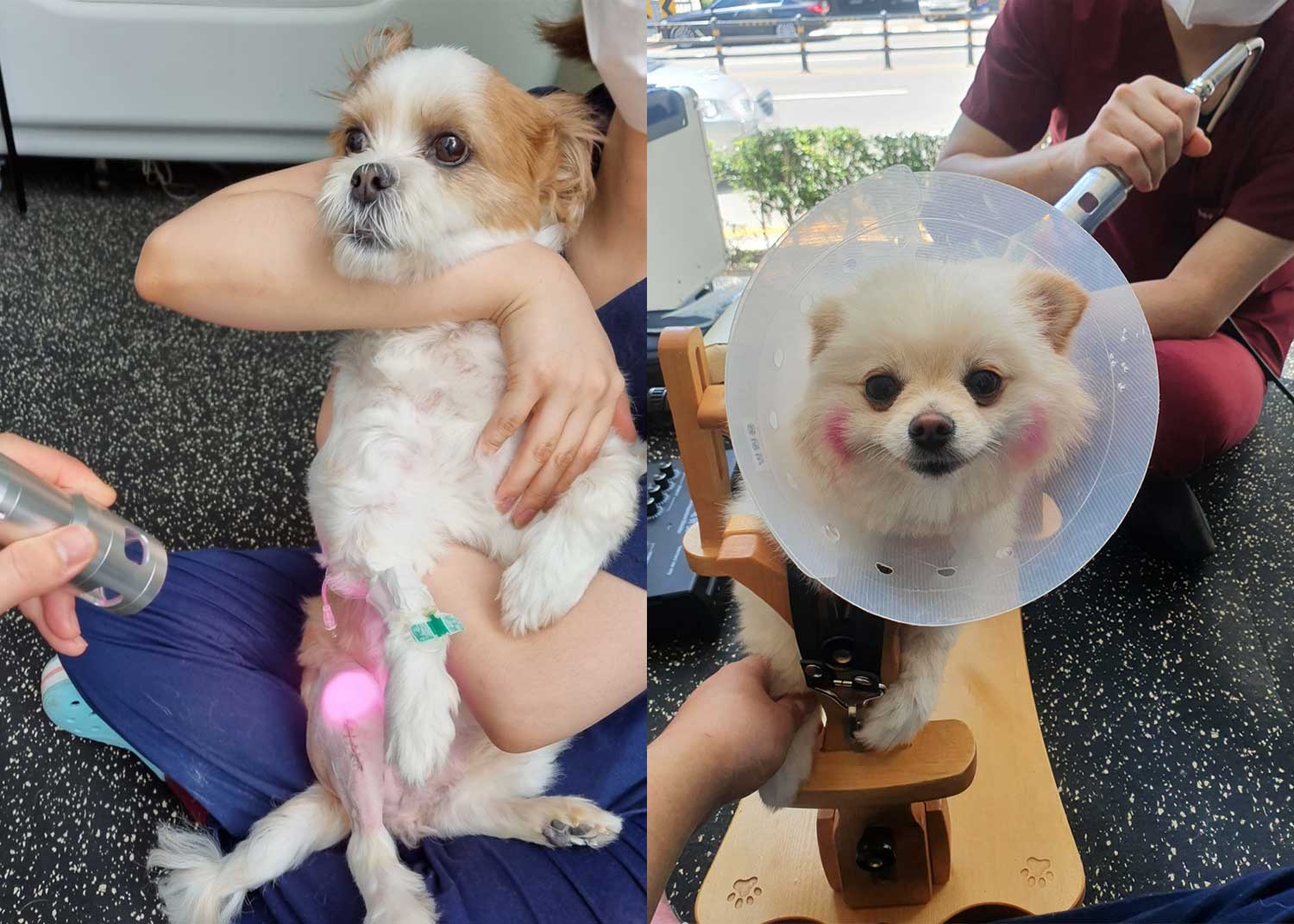 개 잠자는 이미지