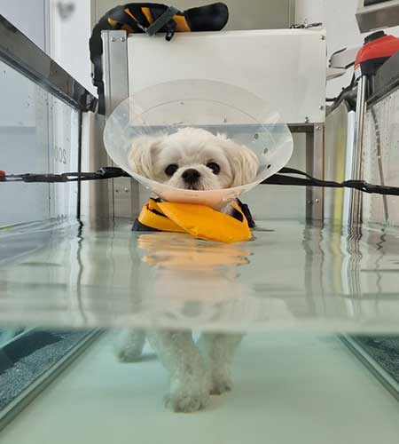 개 잠자는 이미지