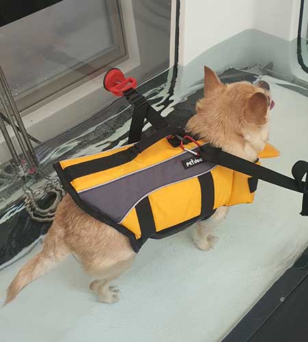 개 잠자는 이미지