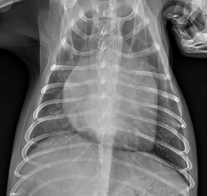심장병 D단계 포메라니안 맞춤 치료 사례