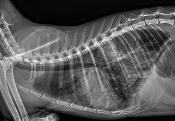 고양이 비대성 심근병증 응급 치료 사례