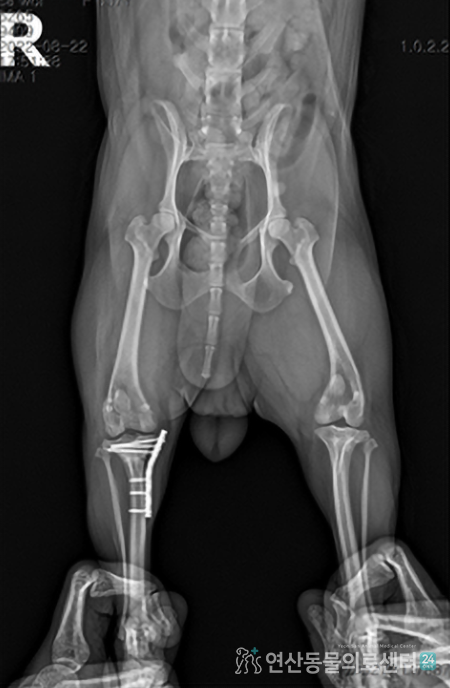 슬개골 탈구 + 십자인대 이미지