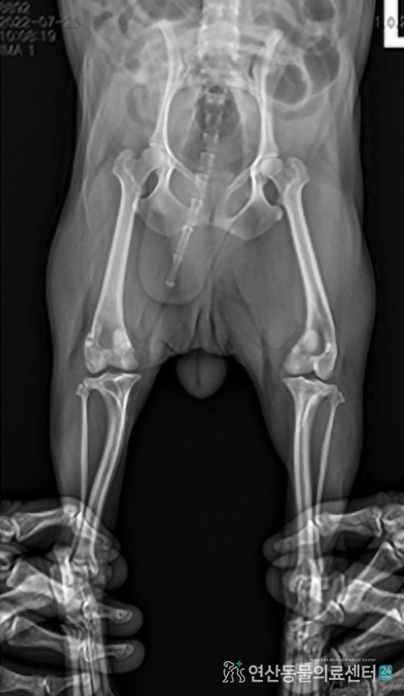 슬개골 탈구 3기 이미지