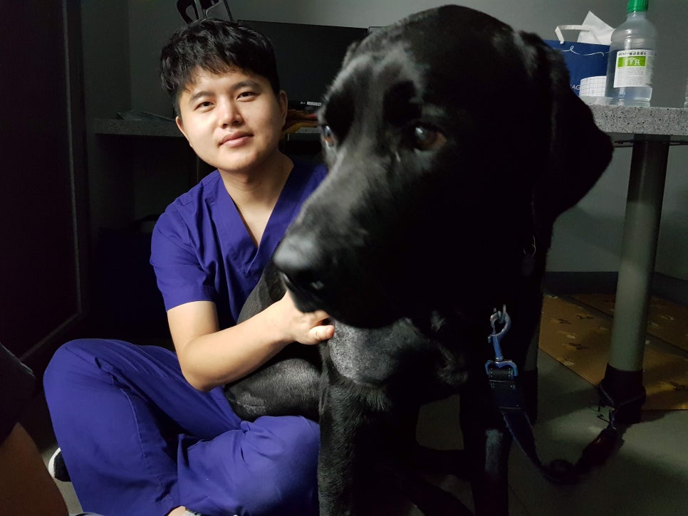 고양이 비대성 심근병증 응급 치료 사례